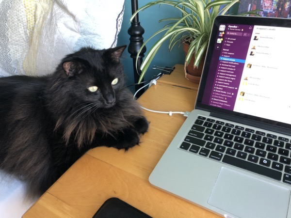 A desk with a laptop on it. The laptop is showing the Slack app with usernames pixelated out. To the left of the desk is a black cat whose paws are on the desk itself. Behind the laptop is a small plant.